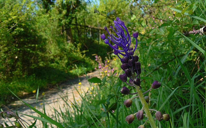 Muscari comosum